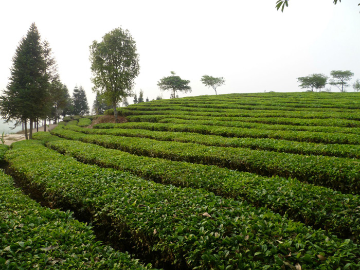 Xishuangbanna Tea Fields